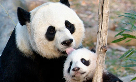 Giant-panda-Cub-Tai-Shan--010 Giant-panda-Cub-Tai-Shan--010